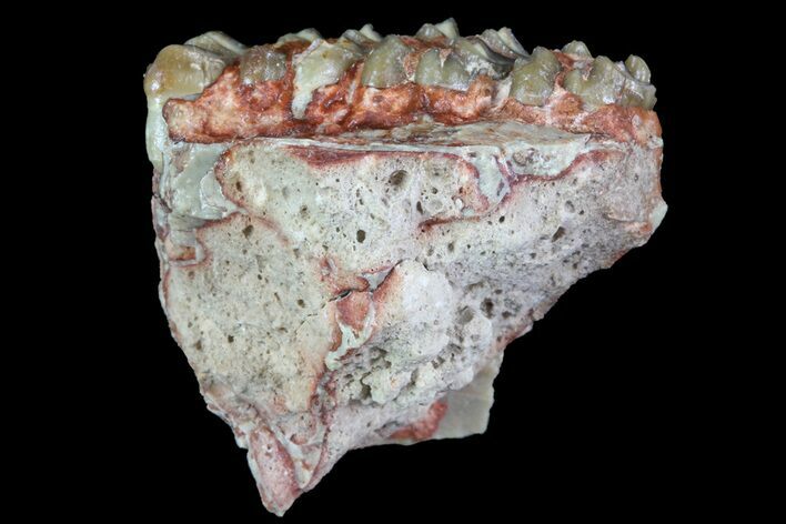 Oligocene Ruminant (Leptomeryx) Jaw Section #73620